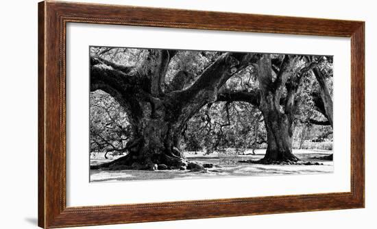 Majestic Oaks II-Jeff Maihara-Framed Giclee Print