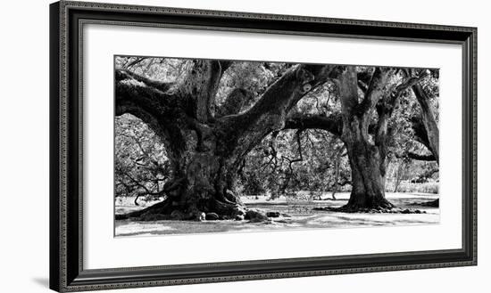 Majestic Oaks II-Jeff Maihara-Framed Giclee Print