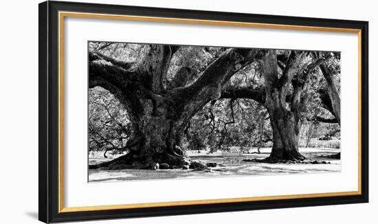 Majestic Oaks II-Jeff Maihara-Framed Giclee Print