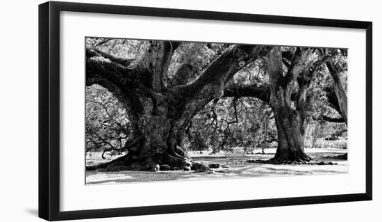 Majestic Oaks II-Jeff Maihara-Framed Giclee Print