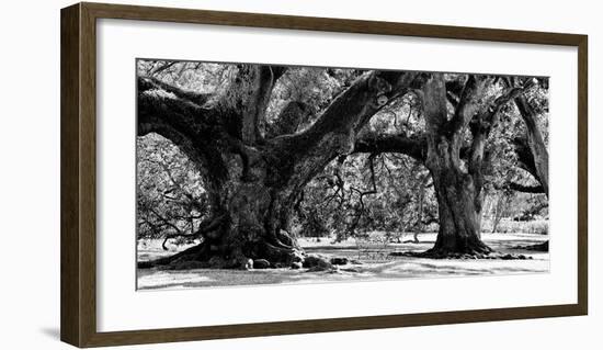 Majestic Oaks II-Jeff Maihara-Framed Giclee Print