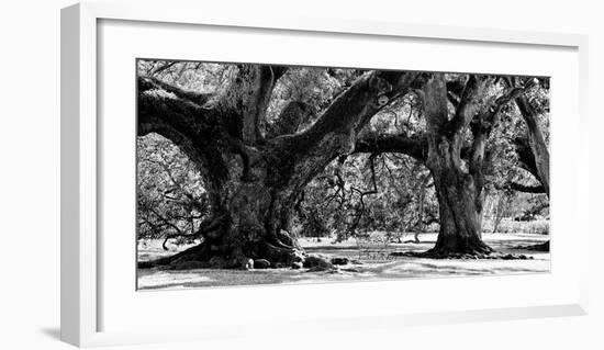 Majestic Oaks II-Jeff Maihara-Framed Giclee Print