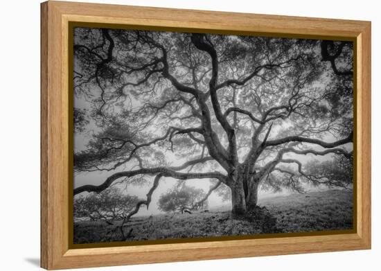 Majestic Old Oak, Black and White, Petaluma Northern California-Vincent James-Framed Premier Image Canvas