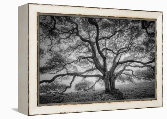 Majestic Old Oak, Black and White, Petaluma Northern California-Vincent James-Framed Premier Image Canvas