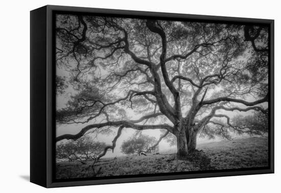 Majestic Old Oak, Black and White, Petaluma Northern California-Vincent James-Framed Premier Image Canvas