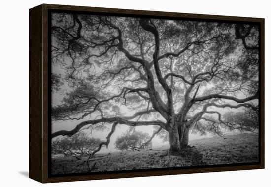 Majestic Old Oak, Black and White, Petaluma Northern California-Vincent James-Framed Premier Image Canvas