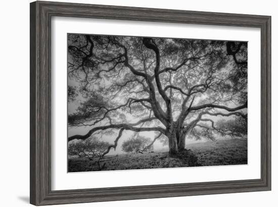 Majestic Old Oak, Black and White, Petaluma Northern California-Vincent James-Framed Premium Photographic Print