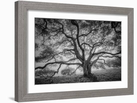 Majestic Old Oak, Black and White, Petaluma Northern California-Vincent James-Framed Premium Photographic Print