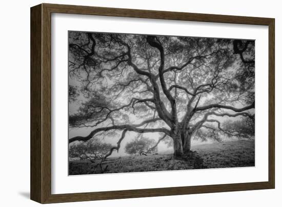 Majestic Old Oak, Black and White, Petaluma Northern California-Vincent James-Framed Premium Photographic Print