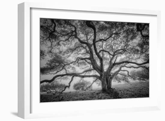 Majestic Old Oak, Black and White, Petaluma Northern California-Vincent James-Framed Premium Photographic Print