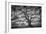 Majestic Old Oak, Black and White, Petaluma Northern California-Vincent James-Framed Premium Photographic Print