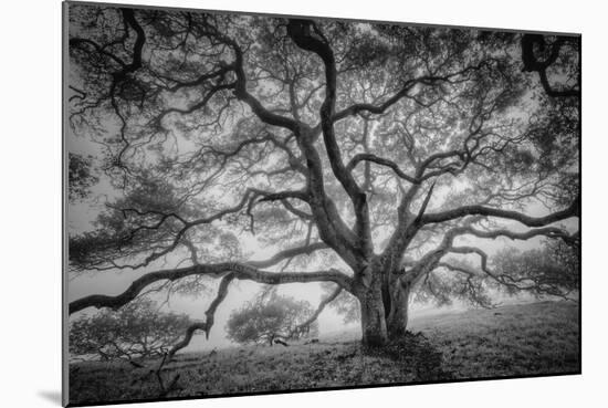 Majestic Old Oak, Black and White, Petaluma Northern California-Vincent James-Mounted Premium Photographic Print
