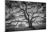 Majestic Old Oak, Black and White, Petaluma Northern California-Vincent James-Mounted Premium Photographic Print
