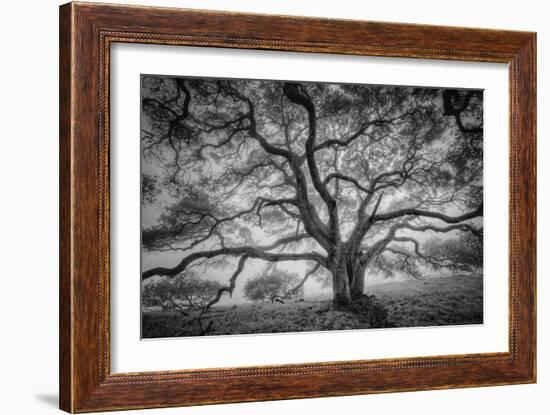 Majestic Old Oak, Black and White, Petaluma Northern California-Vincent James-Framed Photographic Print