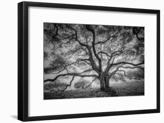 Majestic Old Oak, Black and White, Petaluma Northern California-Vincent James-Framed Photographic Print