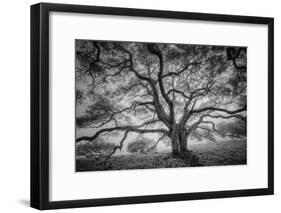 Majestic Old Oak, Black and White, Petaluma Northern California-Vincent James-Framed Photographic Print