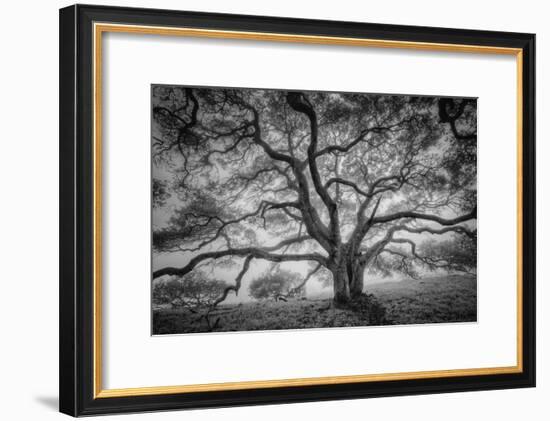 Majestic Old Oak, Black and White, Petaluma Northern California-Vincent James-Framed Photographic Print