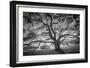 Majestic Old Oak, Black and White, Petaluma Northern California-Vincent James-Framed Photographic Print