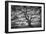 Majestic Old Oak, Black and White, Petaluma Northern California-Vincent James-Framed Photographic Print