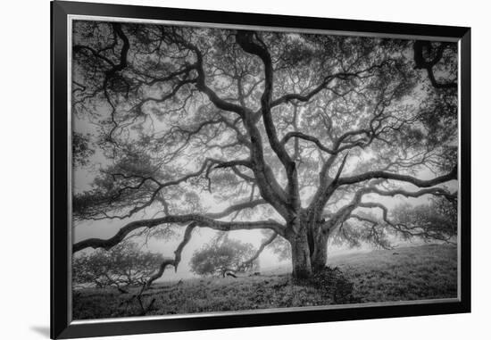 Majestic Old Oak, Black and White, Petaluma Northern California-Vincent James-Framed Photographic Print