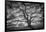 Majestic Old Oak, Black and White, Petaluma Northern California-Vincent James-Framed Premium Photographic Print