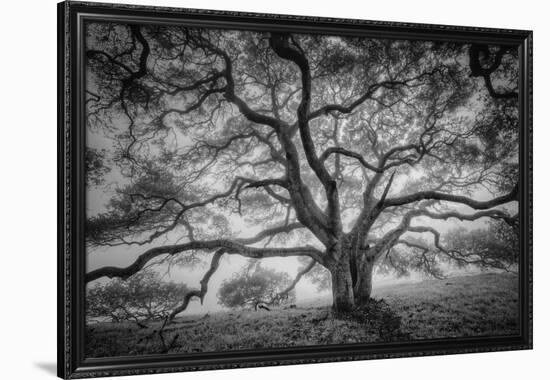 Majestic Old Oak, Black and White, Petaluma Northern California-Vincent James-Framed Premium Photographic Print