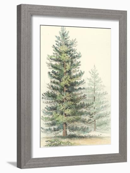 Majestic Pine I-null-Framed Art Print