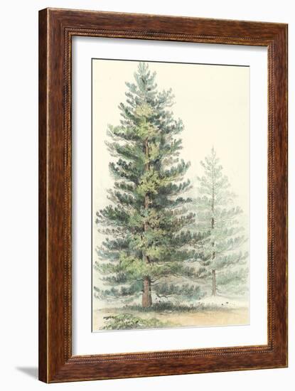 Majestic Pine I-null-Framed Art Print