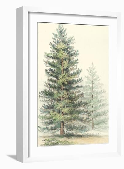 Majestic Pine I-null-Framed Art Print