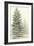 Majestic Pine I-null-Framed Art Print