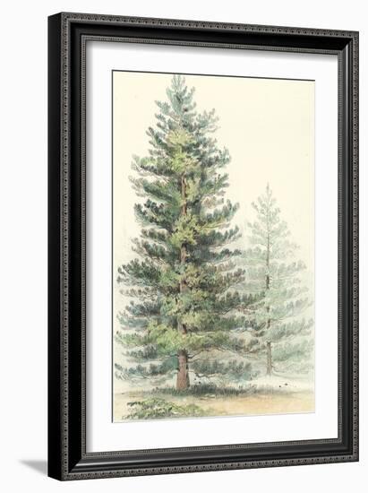 Majestic Pine I-null-Framed Art Print