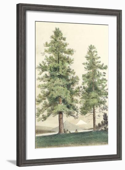 Majestic Pine II-null-Framed Art Print