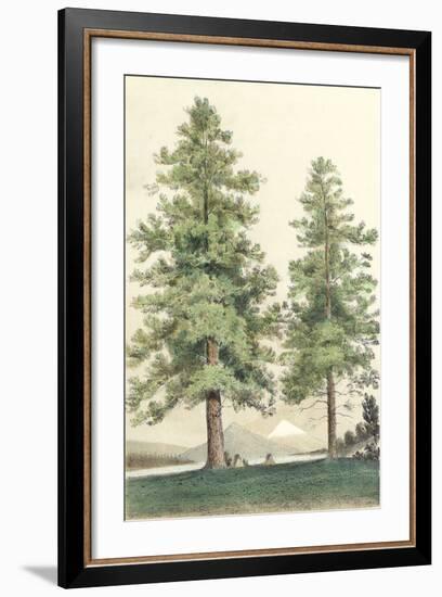 Majestic Pine II-null-Framed Art Print