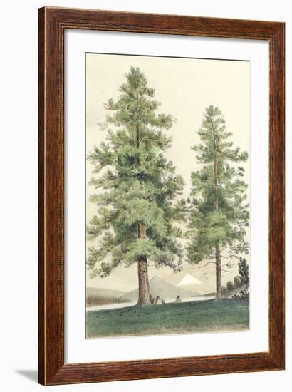 Majestic Pine II-null-Framed Art Print