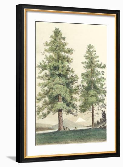 Majestic Pine II-null-Framed Art Print