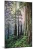 Majestic Redwoods, Del Norte Coast Redwoods, California Coast-Vincent James-Mounted Photographic Print