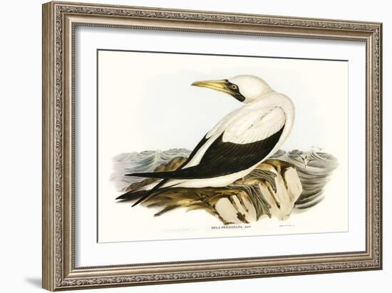Majestic Waterbird VI-Elizabeth Gould-Framed Art Print