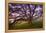 Majestic Wild Oak, Petaluma, California-null-Framed Premier Image Canvas