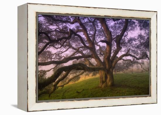 Majestic Wild Oak, Petaluma, California-null-Framed Premier Image Canvas