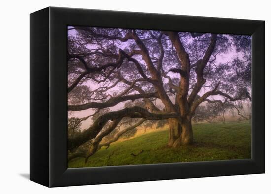 Majestic Wild Oak, Petaluma, California-null-Framed Premier Image Canvas