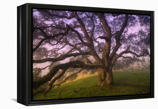 Majestic Wild Oak, Petaluma, California-null-Framed Premier Image Canvas