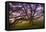 Majestic Wild Oak, Petaluma, California-null-Framed Premier Image Canvas