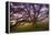 Majestic Wild Oak, Petaluma, California-null-Framed Premier Image Canvas