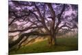 Premium Photographic Print