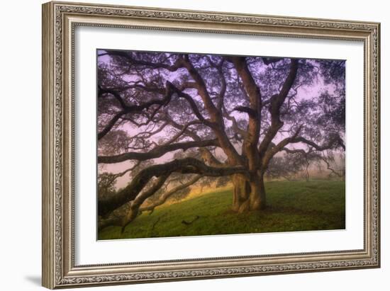 Majestic Wild Oak, Petaluma, California-null-Framed Photographic Print