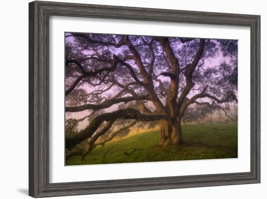 Majestic Wild Oak, Petaluma, California--Framed Photographic Print