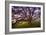 Majestic Wild Oak, Petaluma, California-null-Framed Photographic Print