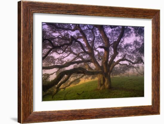 Majestic Wild Oak, Petaluma, California--Framed Photographic Print