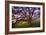 Majestic Wild Oak, Petaluma, California-null-Framed Photographic Print