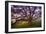 Majestic Wild Oak, Petaluma, California-null-Framed Photographic Print